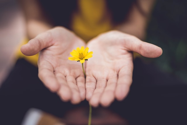 image of two open hands with a yellow flower between them