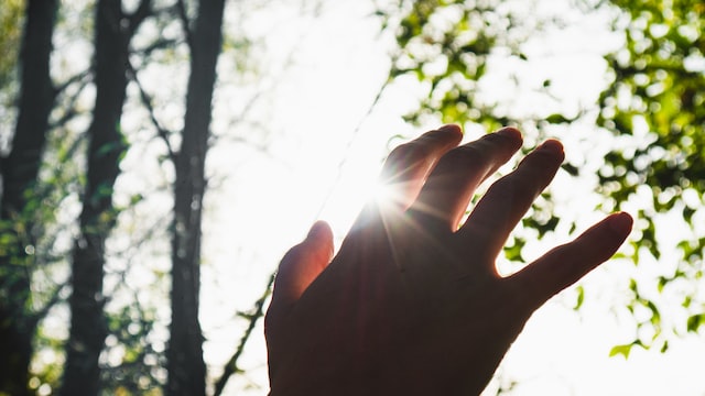 image of a hand with some small leaf-trees in the background. You can see the sun shimmering through the hand